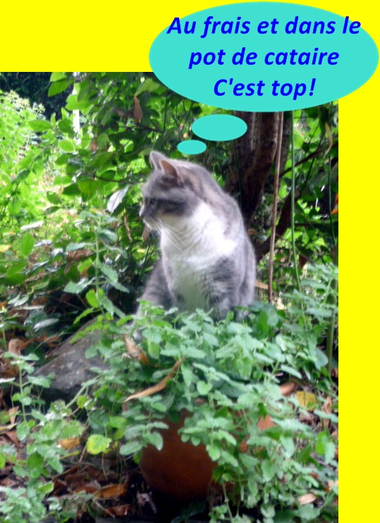Hebergeur d'image