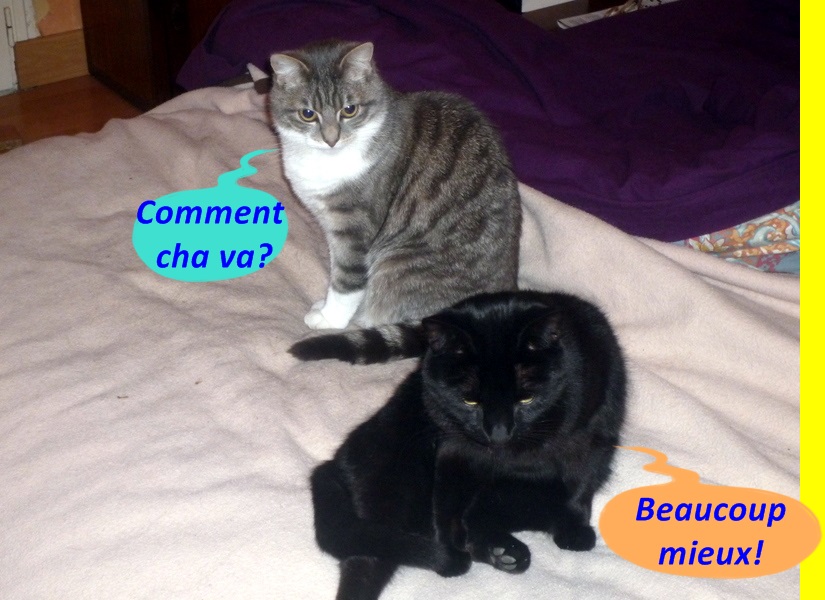 Hebergeur d'image