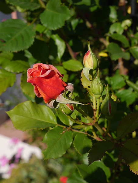 Des roses dans mon jardin. 4P5gP