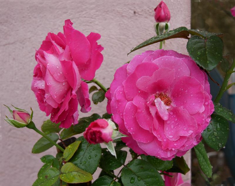 Des roses  3mmwa