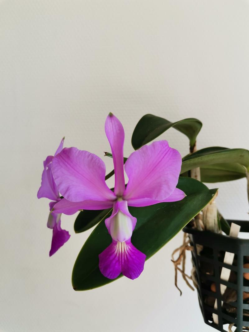 Cattleya walkeriana 5cscqp