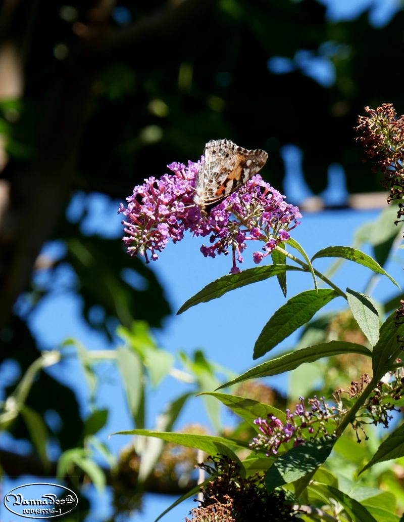 Quelques fleurs du jardin 84qab