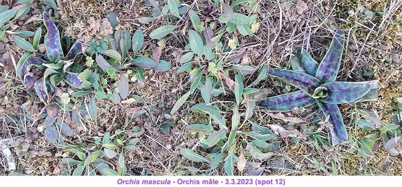 Rosettes Orchis mascula (12) 8fbwqj