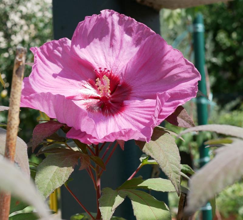 Quelques fleurs du jardin NeQwW