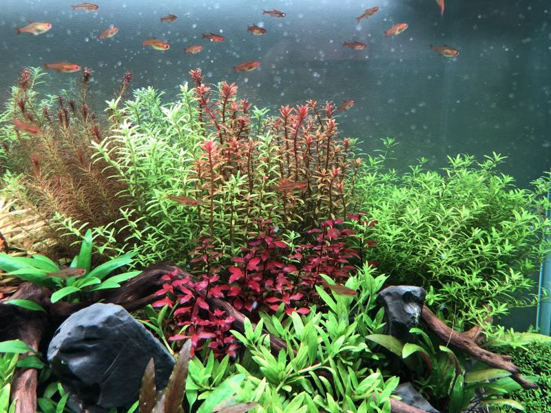 Aquascaping 180L éclairage wrgb II - Page 2 PXpp4