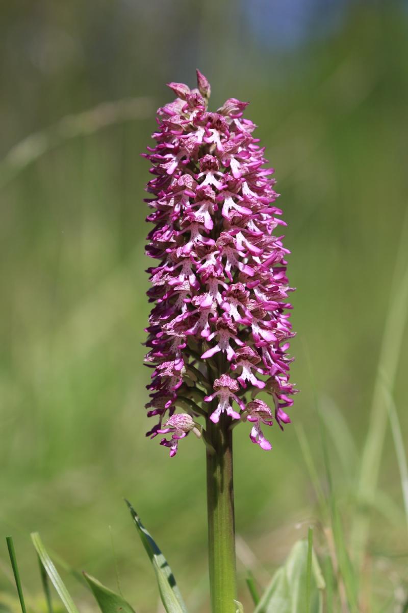 hybride orchis n°1 QlYK4