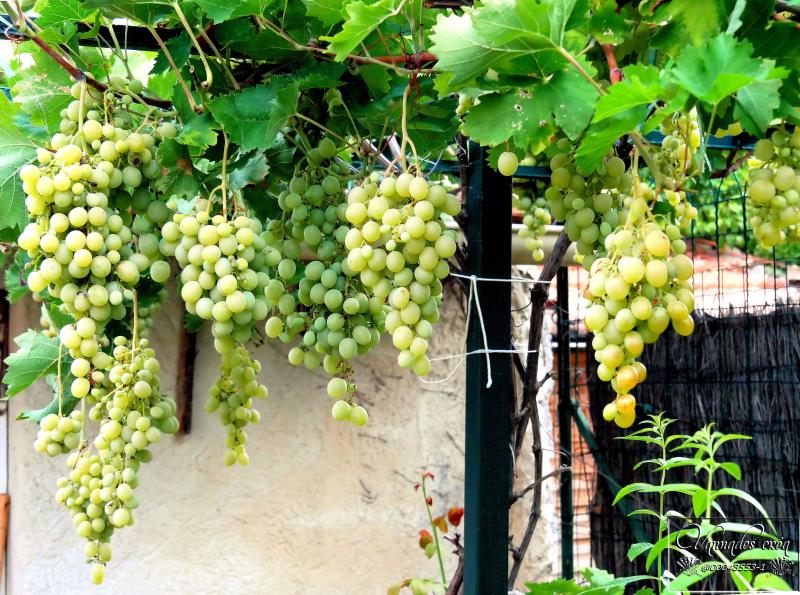 Vigne et raisins du Jardin WRg0l