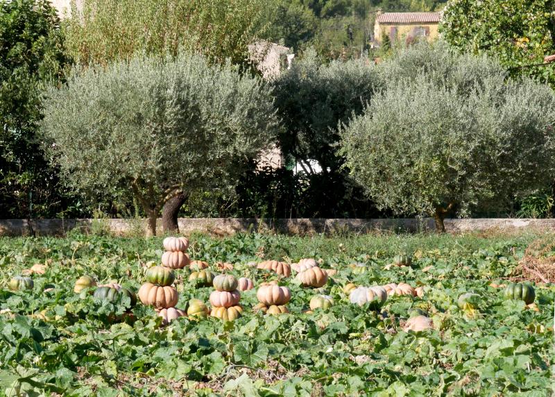 champs de Citrouilles en Provence AmpGZ