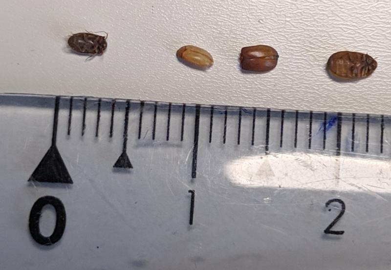 Demande d'identification coléoptère brun (2 à 3 mm) trouvé en appartement AmywA