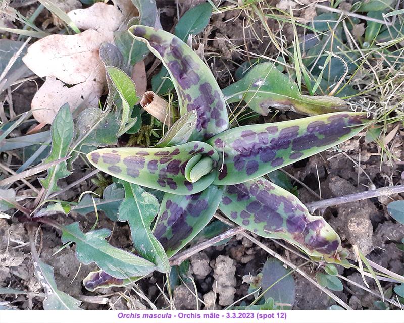 Rosettes Orchis mascula (12) B9orsz