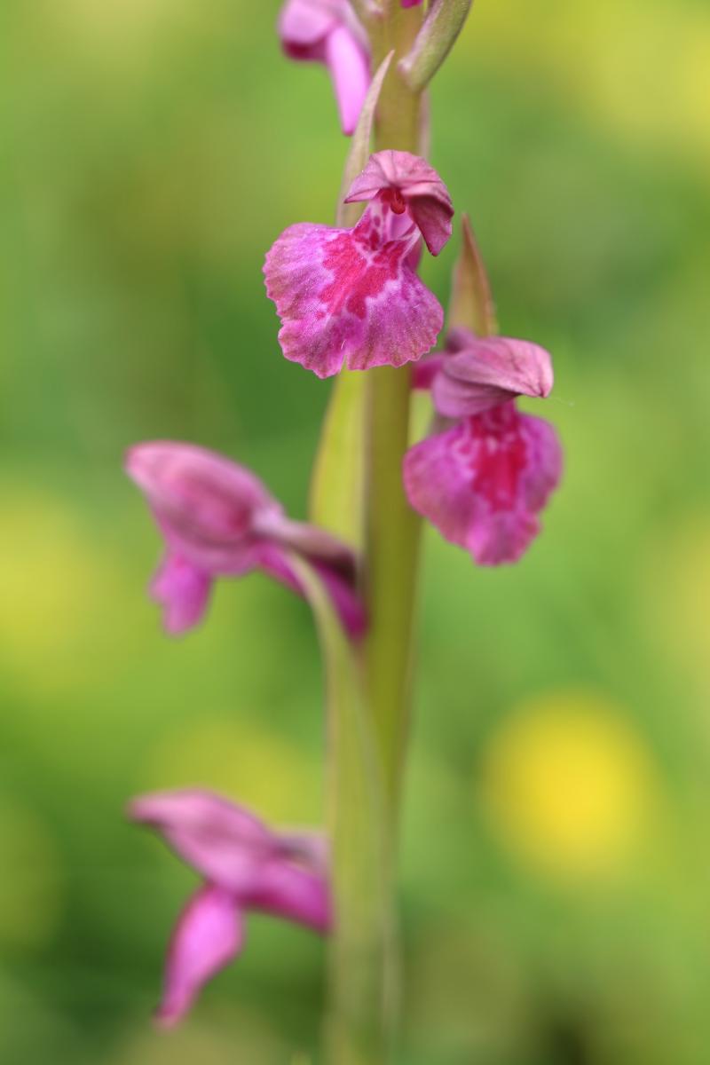 Anacamptis fragrans X palustris EXxOP