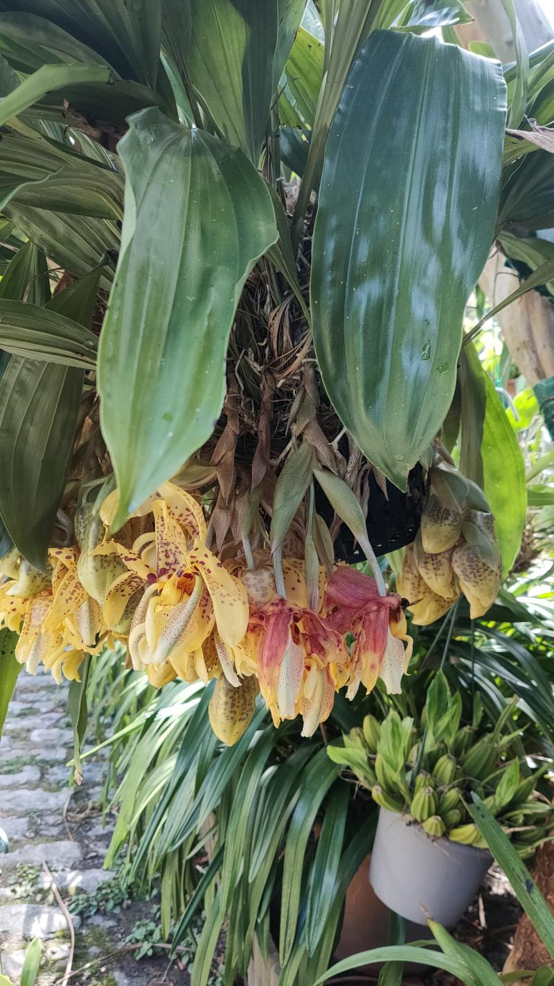 Stanhopea Assidensis (tigrina x wardii) I4ocx6