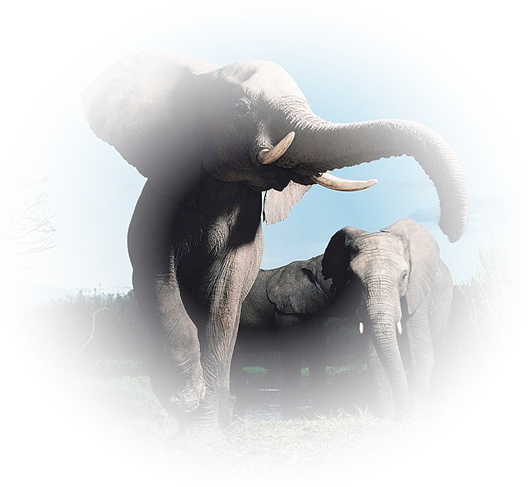 Tube Animaux (Éléphant et son bébé) Iszr31