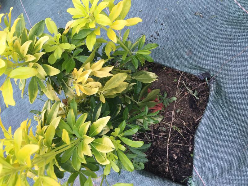 Oranger Du Mexique Feuilles Qui Blanchissent Oranger du Mexique malade - Au jardin, forum de jardinage