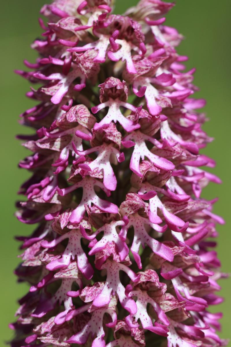 hybride orchis n°1 LojX8