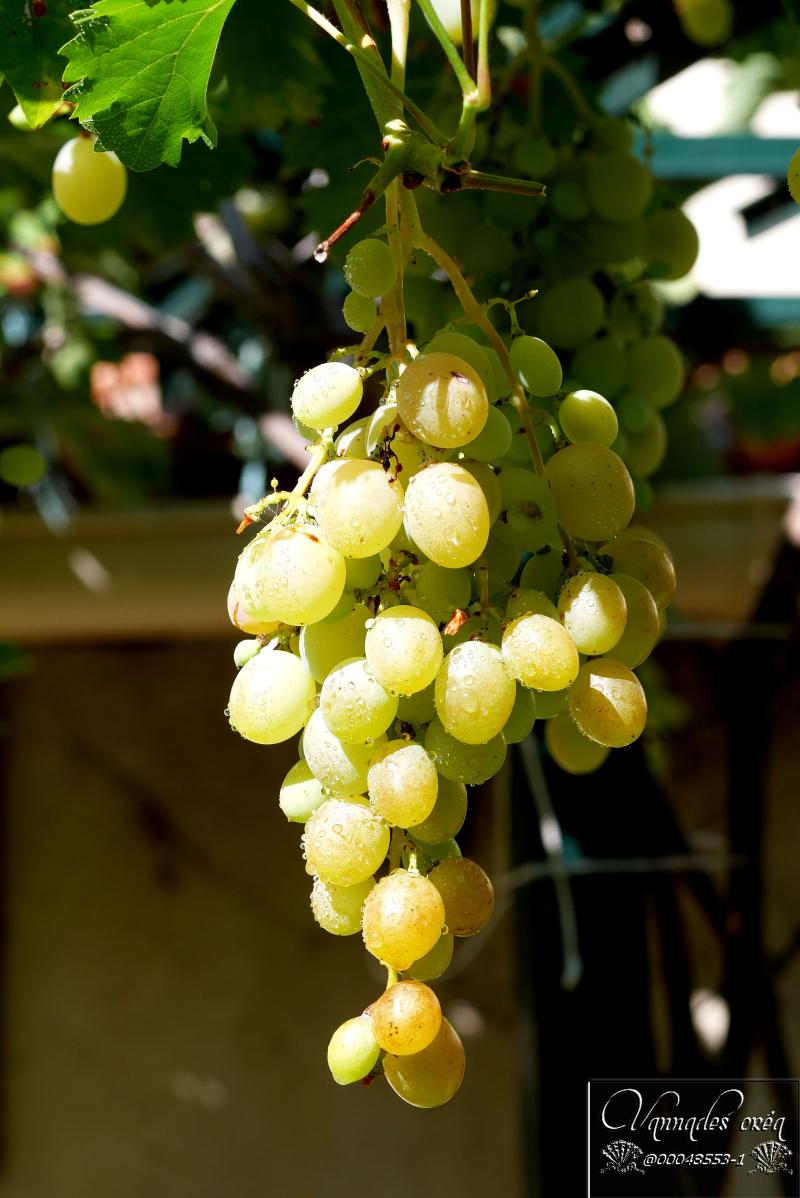 le raisin du jardin MOpjG