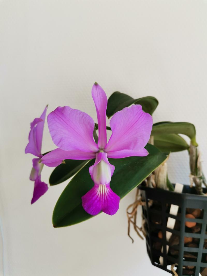 Cattleya walkeriana Qpatdv