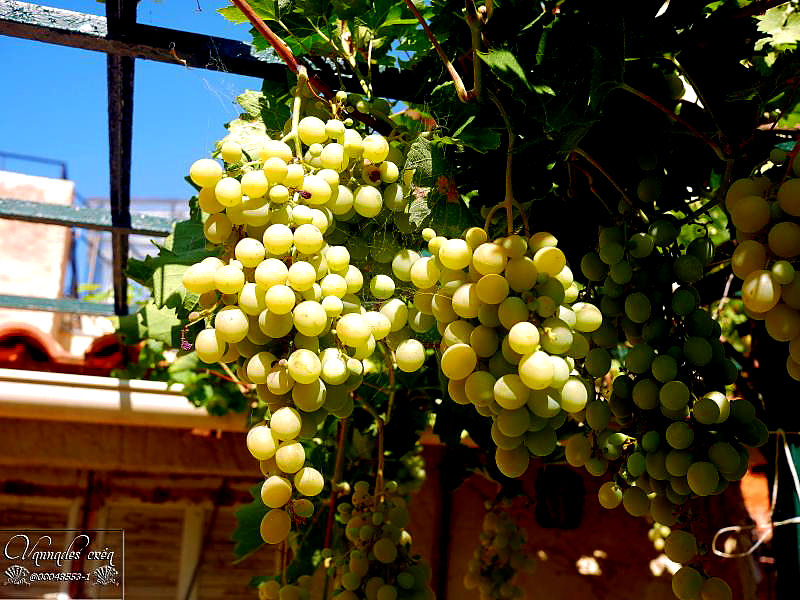 le raisin du jardin RWLrv