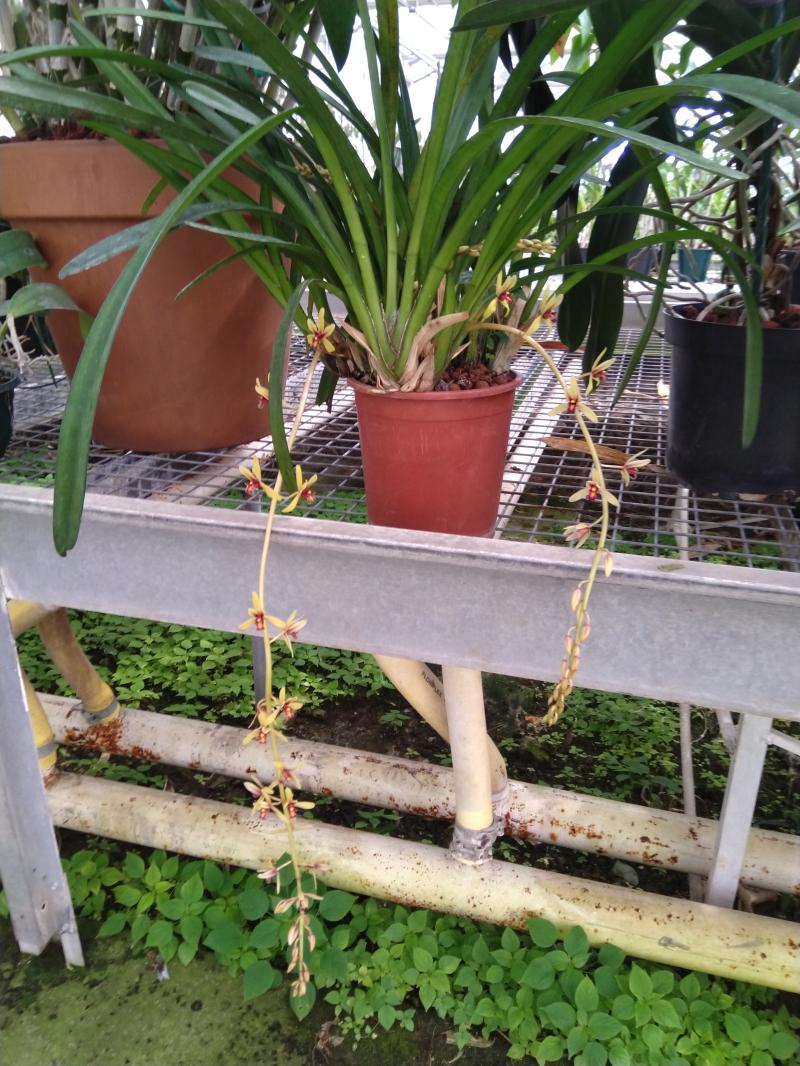 Cymbidium aloifolium Ucjqgj