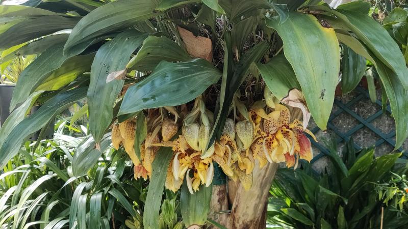 Stanhopea Assidensis (tigrina x wardii) Uvjxvq