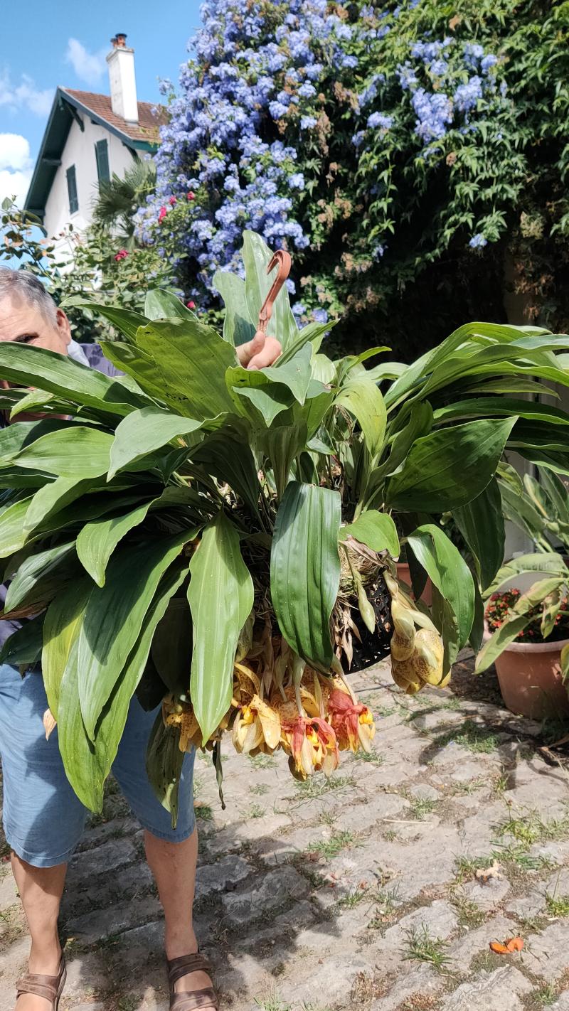 Stanhopea Assidensis (tigrina x wardii) W8jfpg