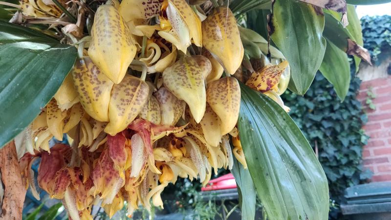 Stanhopea Assidensis (tigrina x wardii) Xqnnfa