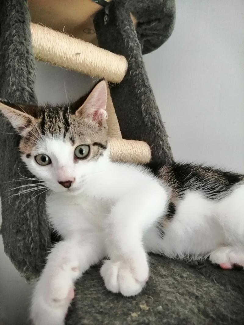 Chaton A Donner Rennes 3 Mois