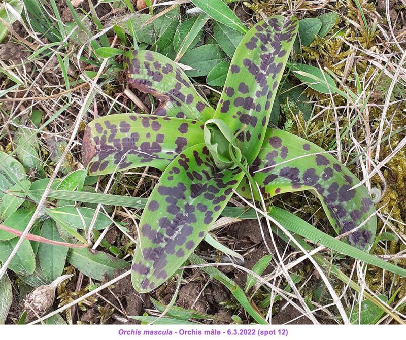 Rosettes Orchis mascula - 49 Yyql7g