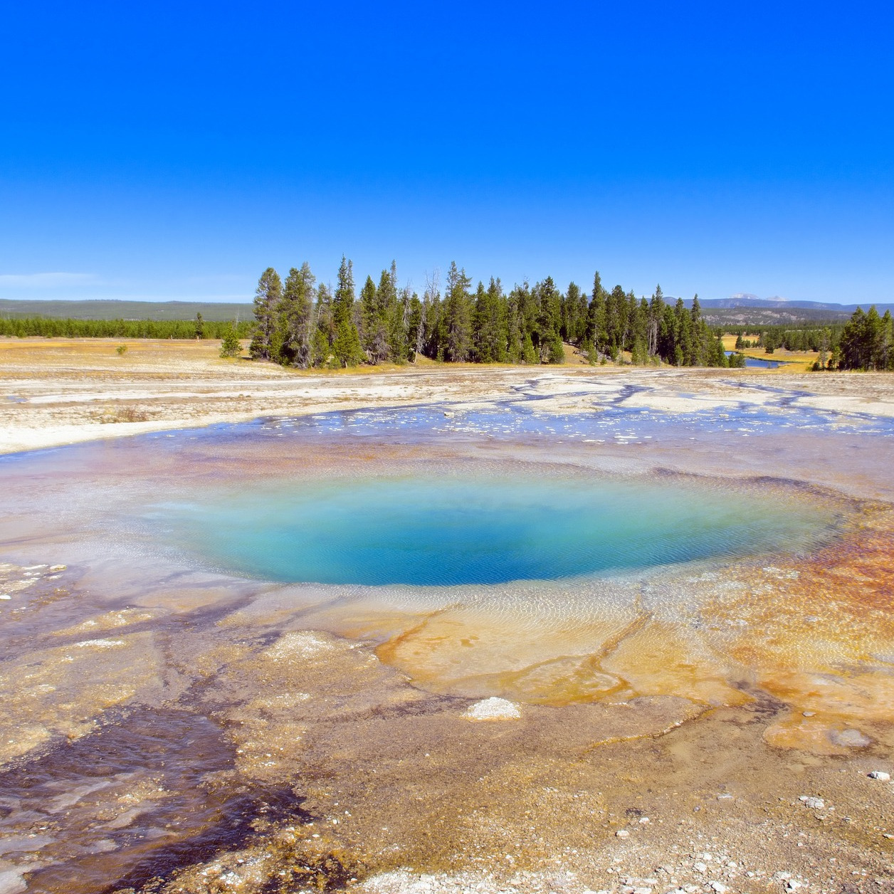 opale.eth Ethereum Name Service (ENS and .eth domain) PFP