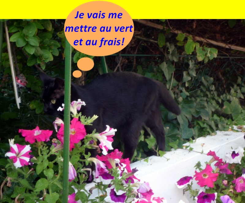 Hebergeur d'image