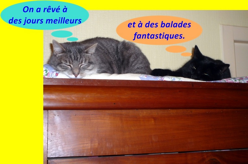 Hebergeur d'image