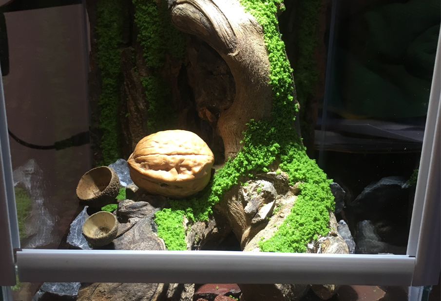 Construction d'un terrarium de bureau pour Temnothorax Autres types