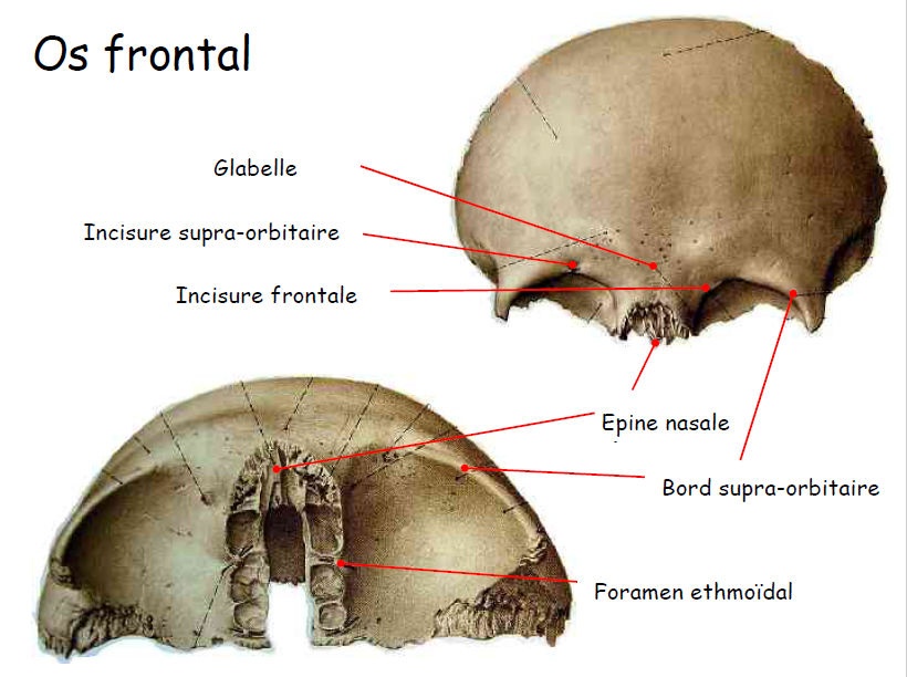 QCM tête et cou incisure frontale - UE10 - Tête et cou - Tutorat ...