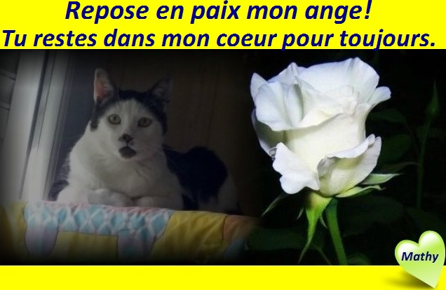 Hebergeur d'image
