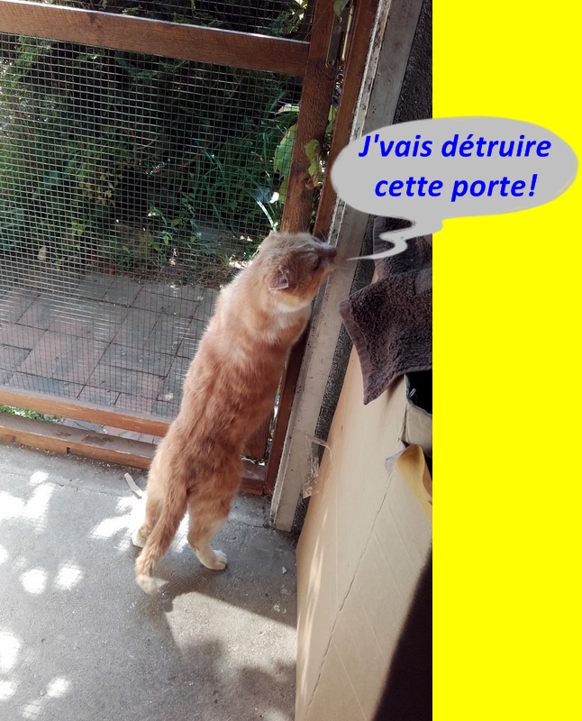 Hebergeur d'image