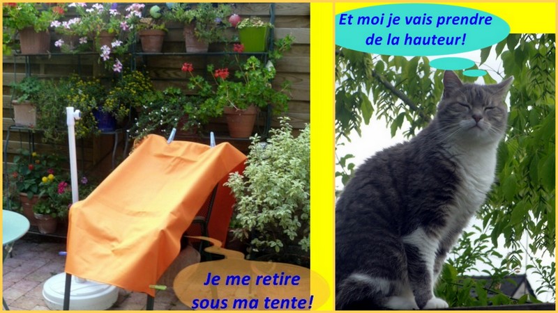 Hebergeur d'image