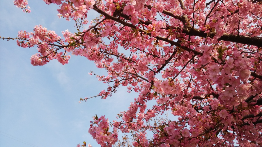フランス語で春に花が咲く木の名前を知っていますか Meli Et Malice