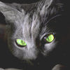 Black Cat