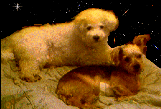 Mes chiens, Nougat et Biscotte QVXWl