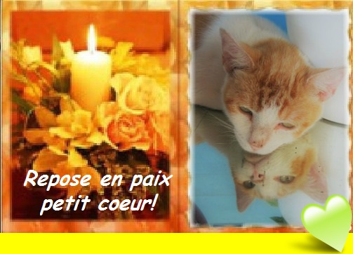 Hebergeur d'image