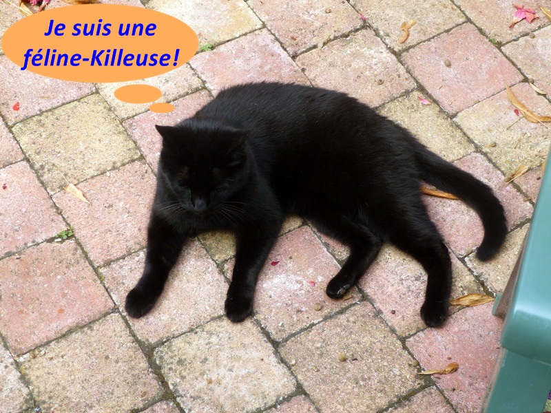 Hebergeur d'image