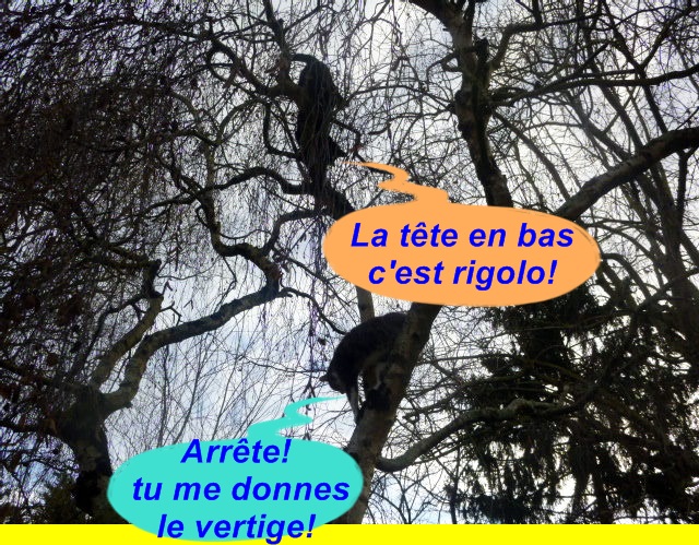 Hebergeur d'image