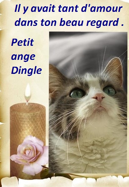 Hebergeur d'image