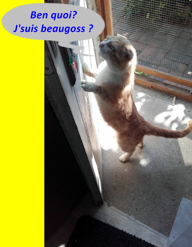 Hebergeur d'image