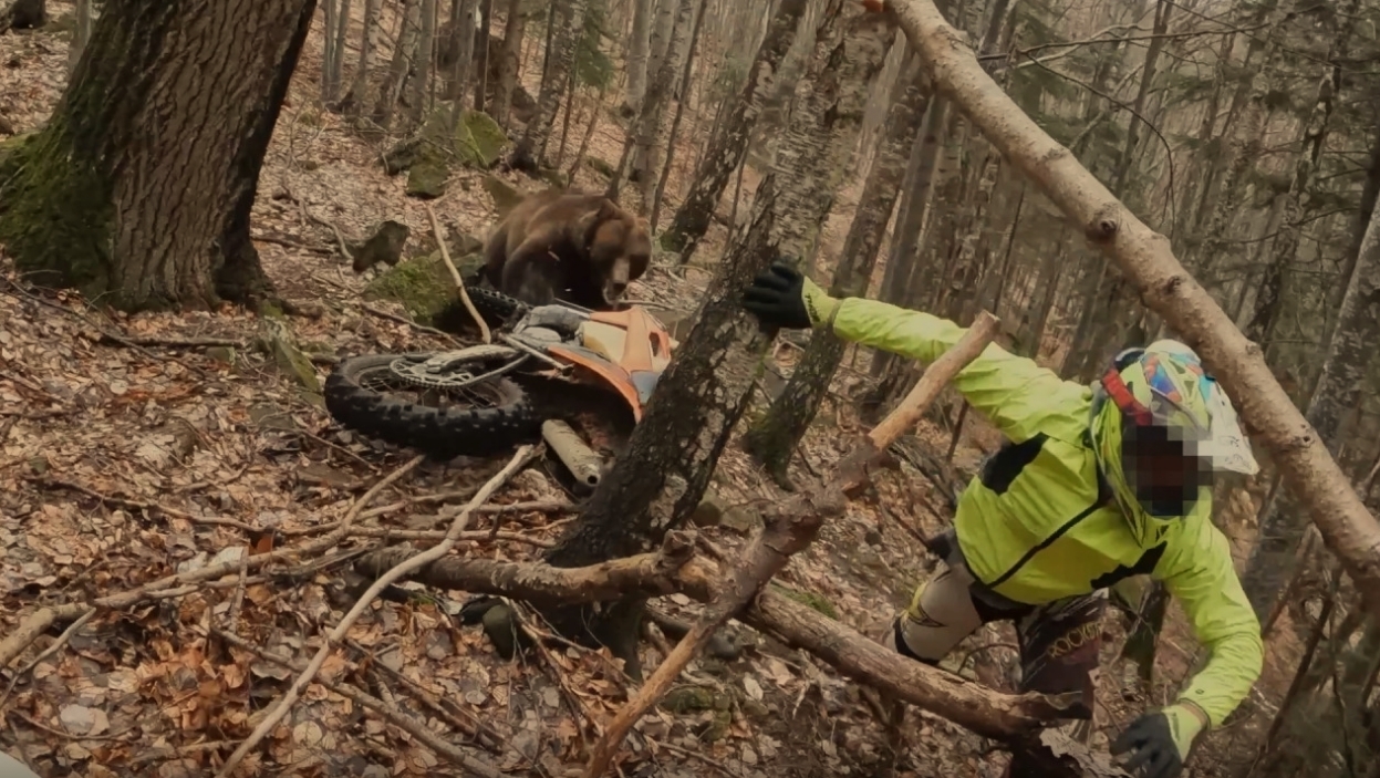 bear vs enduro motorbiker