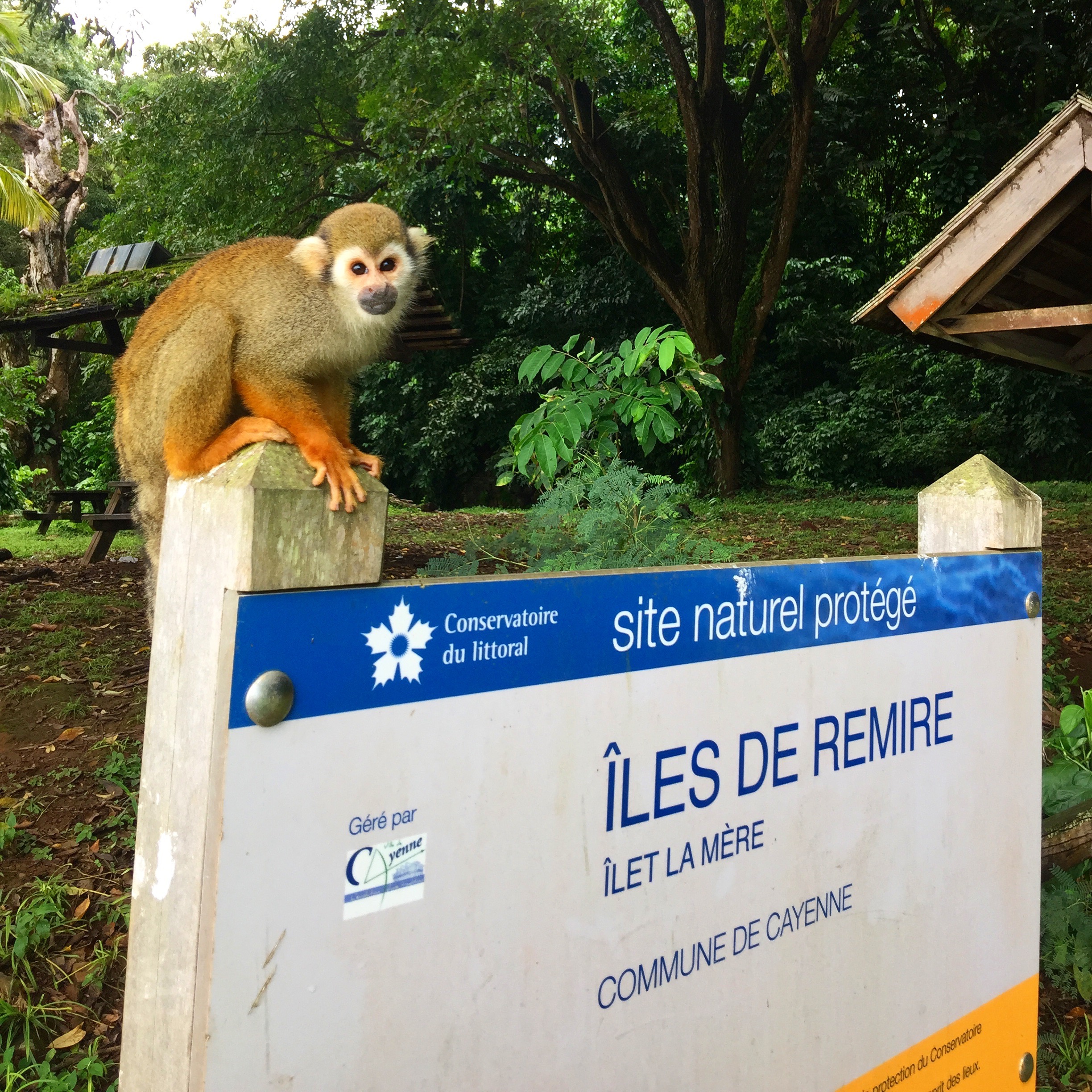 Cayenne - Ile de Rémire et les petits Saïmiris