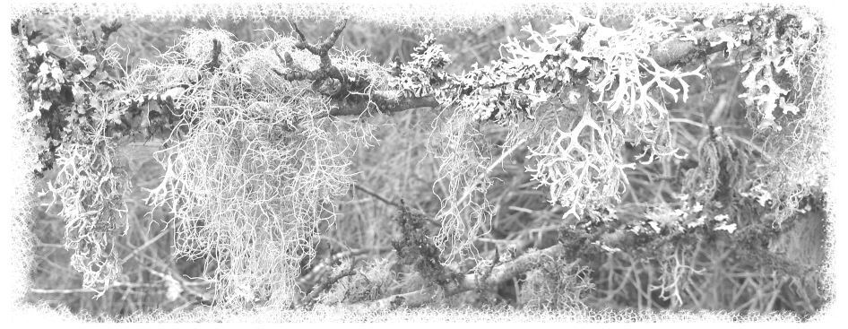 Le lichen omniprésent aux abords de la Forêt de Pădure