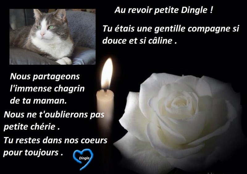 Hebergeur d'image