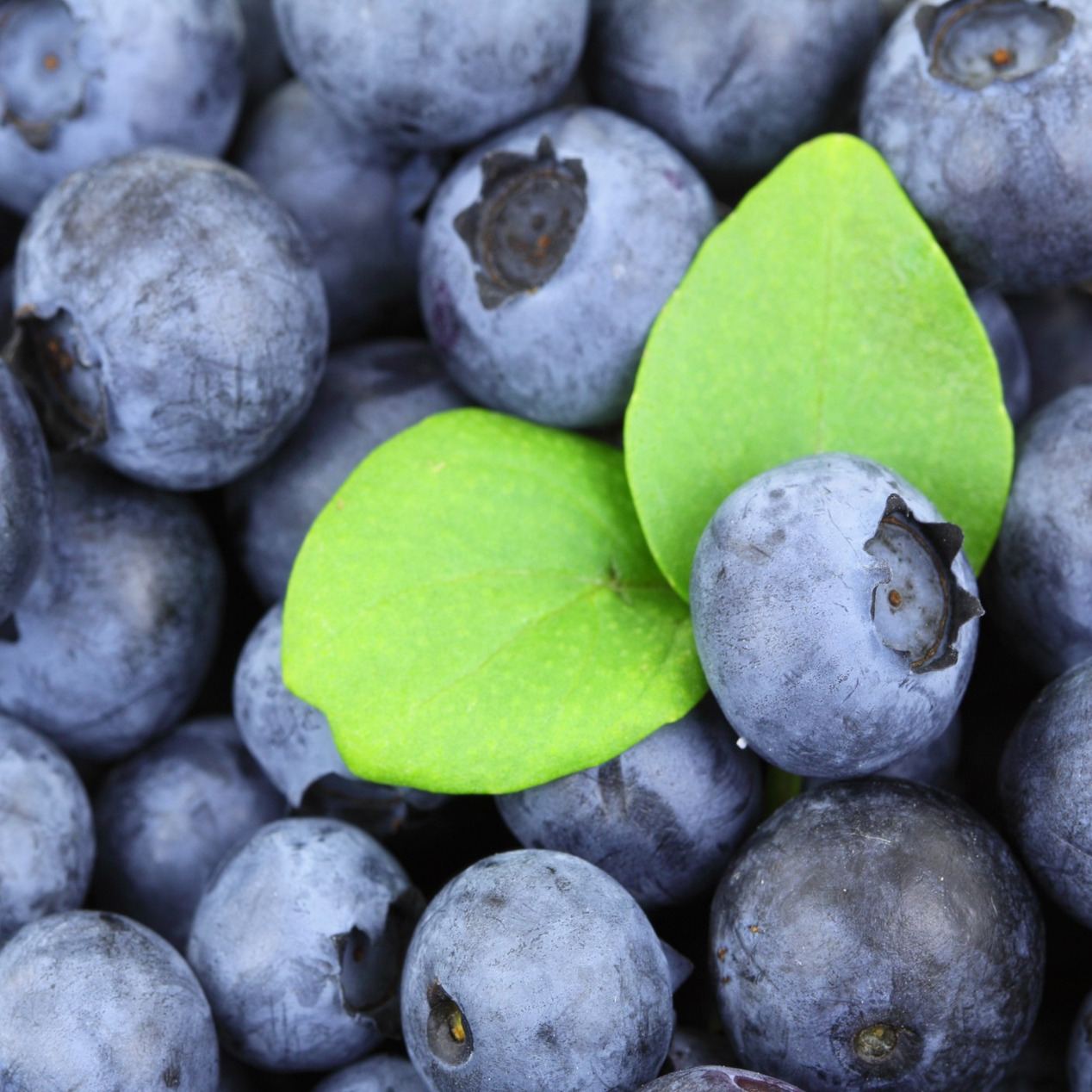 myrtille.eth Ethereum Name Service (ENS and .eth domain) PFP