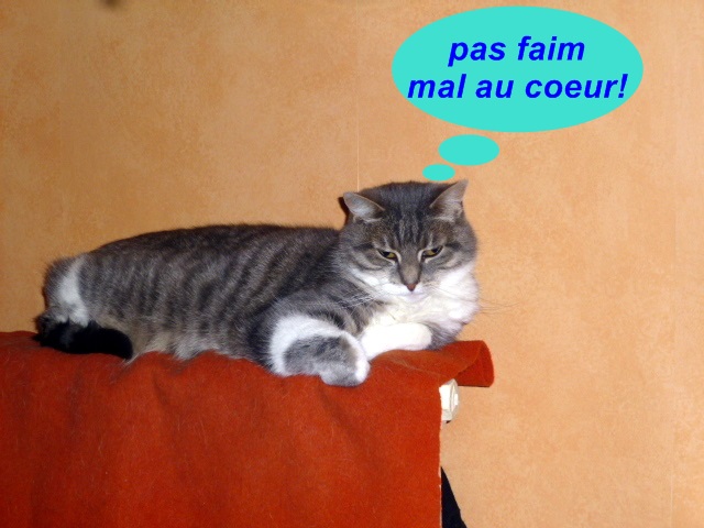 Hebergeur d'image